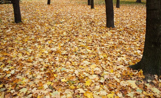 Gefallene Ahornblätter in der Herbstsaison