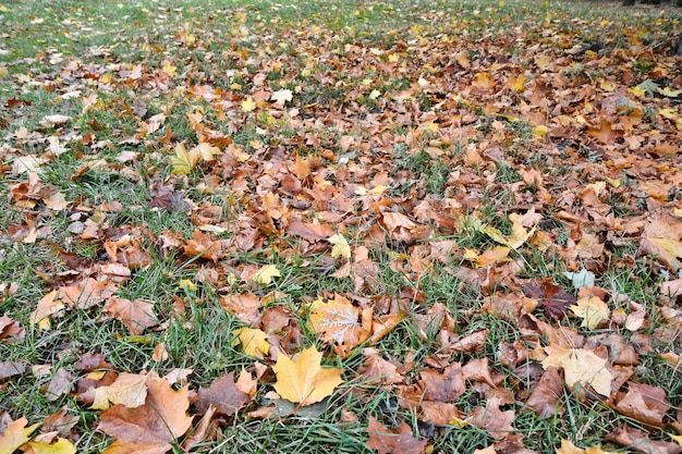 Gefallene Blätter auf dem Gras im Herbst Park