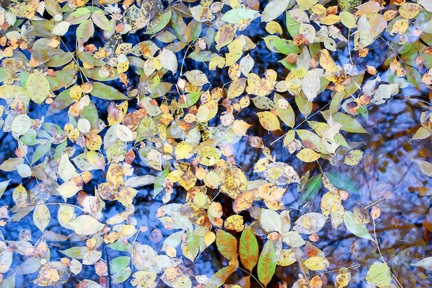 gefallene Blätter Herbst abstrakter Hintergrund, gelbe Blätter, Oktober im Park, saisonales Design