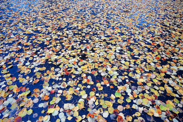 gefallene Blätter Herbst abstrakter Hintergrund, gelbe Blätter, Oktober im Park, saisonales Design