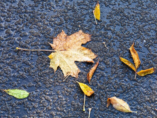 Gefallene Blätter im schmelzenden ersten Schnee im Herbst