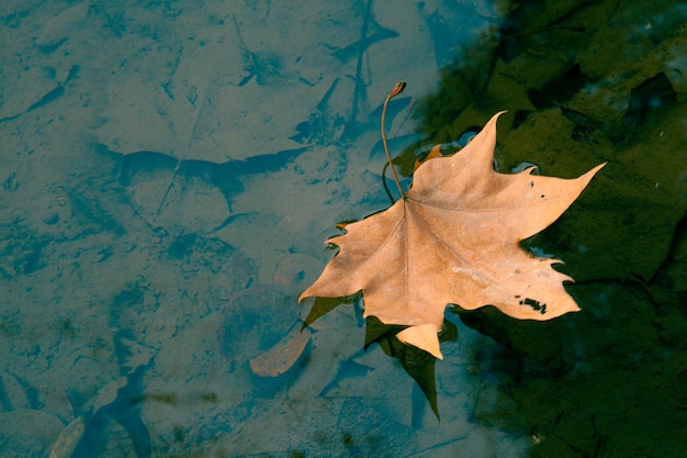 Gefallene Blätter im Teich