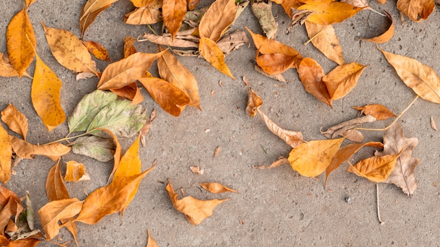 Gefallene bunte Blätter im Fall auf Beton.