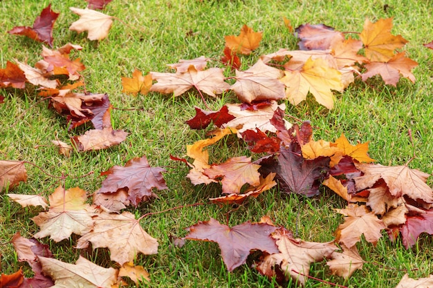 Gefallene farbige Blätter. Rote und gelbe herbstliche Ahornblätter auf grünem Gras. Weicher Fokus.