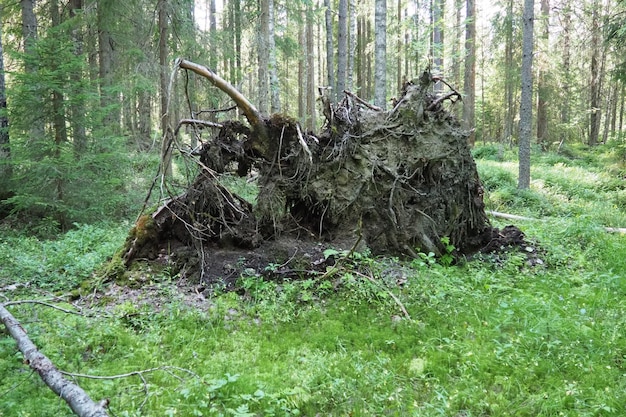 Gefallene Fichte mit aus dem Boden gerissenen Wurzeln. Taiga, Karelien. Toter Baum im Sumpf. Wald