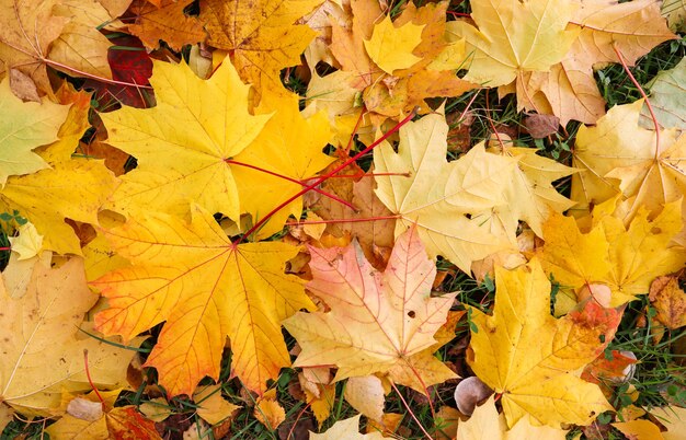 Gefallene gelbe Ahornblätter im Herbstnaturhintergrund