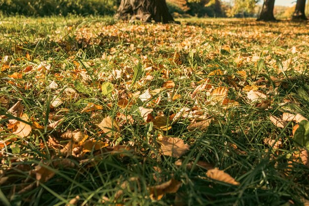 Gefallene gelbe Blätter auf dem Boden an einem Herbsttag