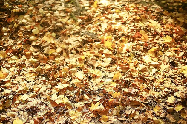 gefallene gelbe Blätter Hintergrund / abstrakte saisonale einfache gelbe Blätter Hintergrund im Park