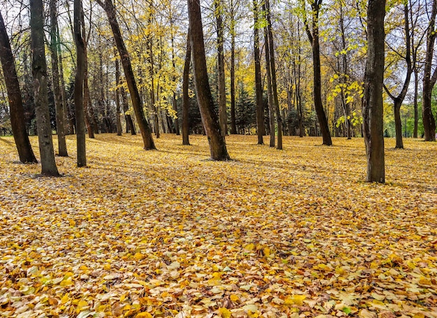 Gefallene gelbe Blätter im Park an einem sonnigen Herbsttag