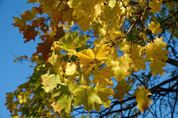 gefallene gelbe orange und rote Blätter im Herbst