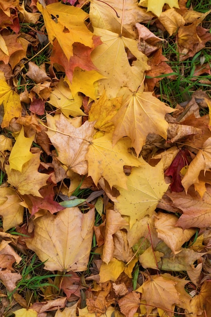 Gefallene goldene Herbstblätter auf grünem Gras