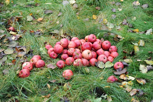 gefallene Herbstäpfel sammeln - rote Äpfel im Gras