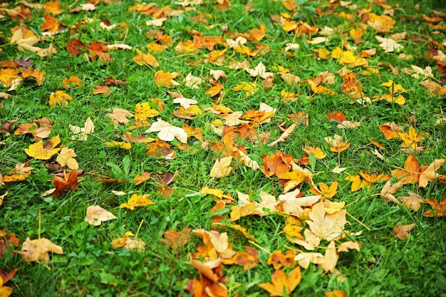 Gefallene Herbstblätter auf Grashintergrund