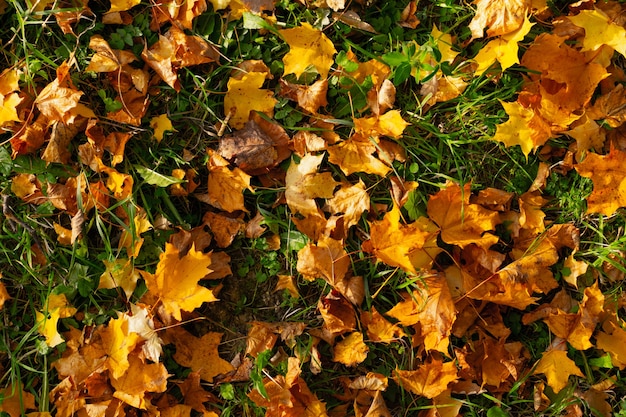 Gefallene Herbstblätter auf grünem Gras