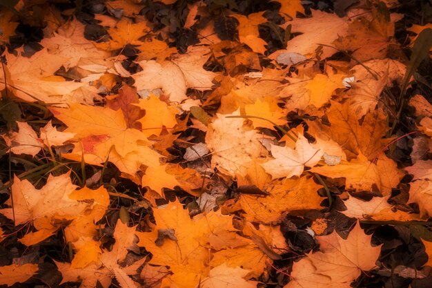 Gefallene Herbstblätter