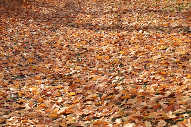 Gefallene Herbstblätter