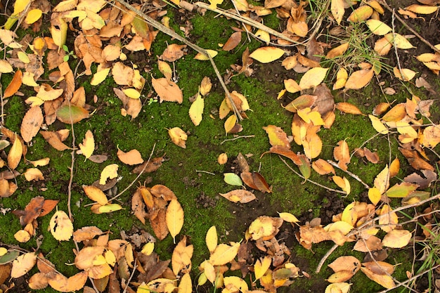 Gefallene Herbstblätter