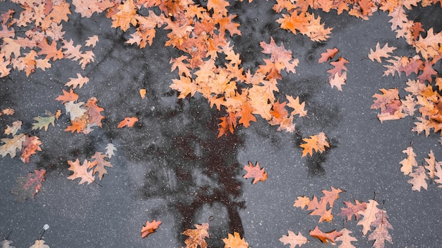 gefallene orangefarbene Eichenblätter, die auf nassem Asphalt liegen