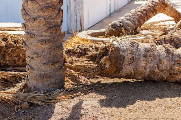 Gefallene Palme auf dem Boden verwelkte Palme