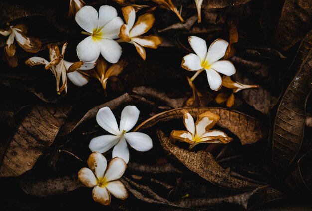 Gefallene weiße Plumeria