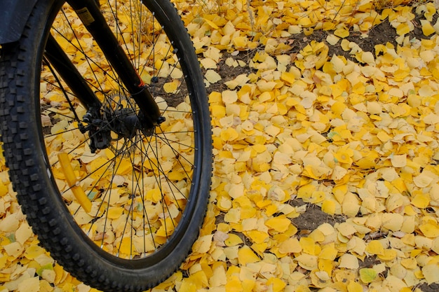 Gefallenen vergilbten Herbstlaub Hintergrund Fahrradrad