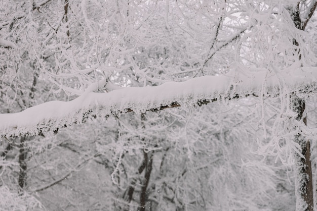 Gefallener Baum im verschneiten Wald