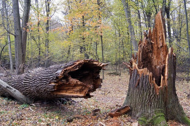 Gefallener Baum im Wald