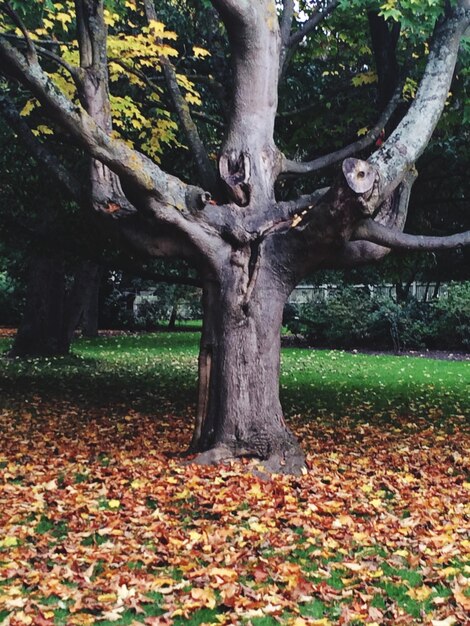 Foto gefallener baum im wald