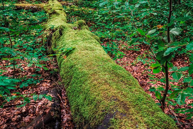 Gefallener Baum Plitvice