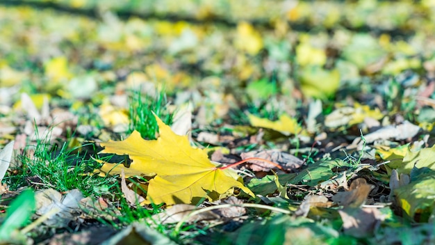 Gefallener Herbstlaub auf Gras in Moskau, Roter Platz.