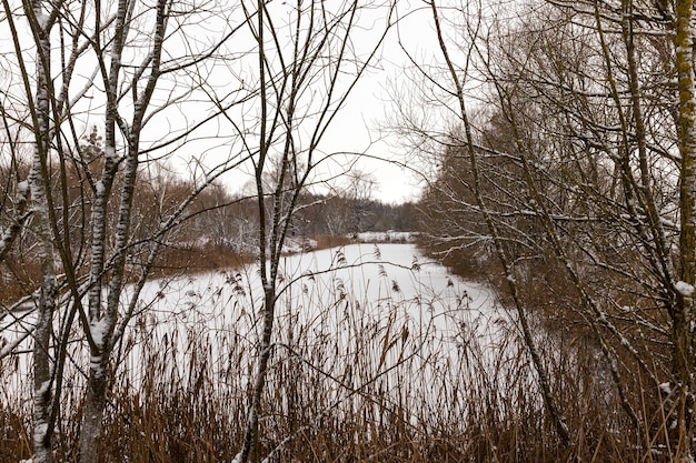 Gefallener weißer Schnee nach Schneefall und Bäume ohne Blätter im Winter