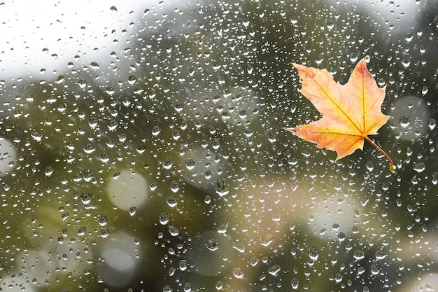 Gefallenes Ahornblatt auf dem Fenster mit Regentropfen im regnerischen Herbsttag Symbol des Herbstes