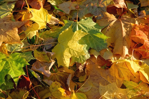 gefallenes gelb-oranges und rotes Herbstlaub