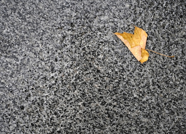 Gefallenes Herbstblatt auf dem Boden nach Regen