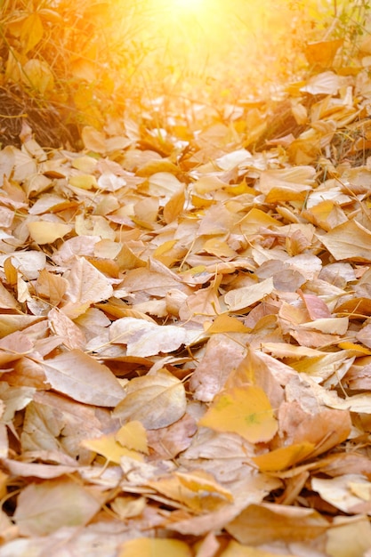 Gefallenes Herbstlaub an einem hellen sonnigen Tag mit einem sonnigen Schein.