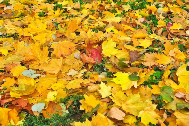 Gefallenes Herbstlaub auf dem Boden