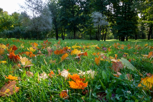 Gefallenes Herbstlaub von Bäumen auf grünem Gras