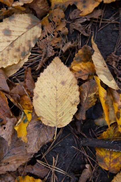 Gefallenes Laub im Herbst während des Laubfalls bei bewölktem Wetter