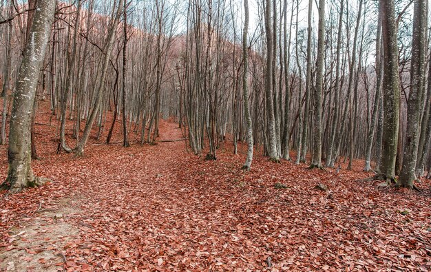 Gefallenes rotes Laub auf dem Boden unter Bäumen im Herbstwald