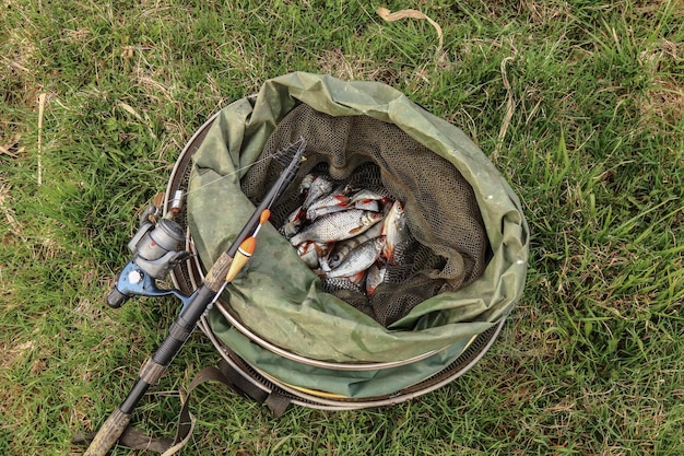 Gefangener Fisch in einem Käfig im Gras