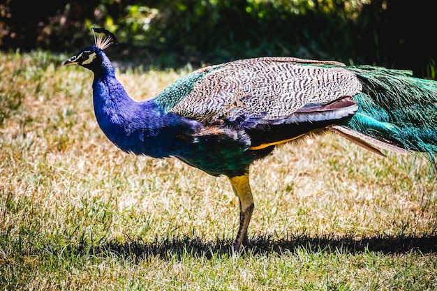 Gefieder, schöner Pfau mit bunten Federn