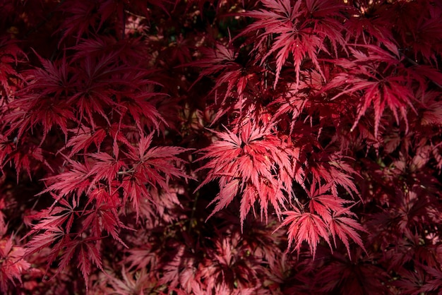 Gefiederte Blätter auf einem bunten roten japanischen Ahorn in Nahaufnahme in einem Gartenbau- oder Gartenkonzept