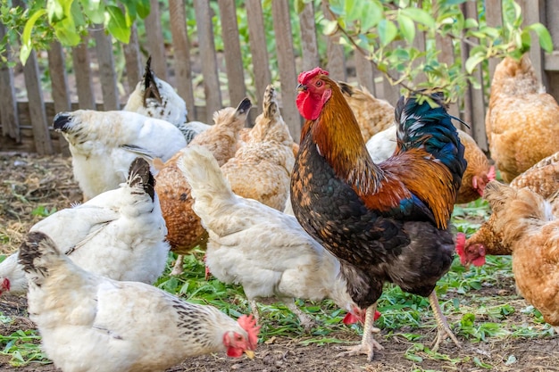 Gefiedertes Huhn und Hahn auf der Weide