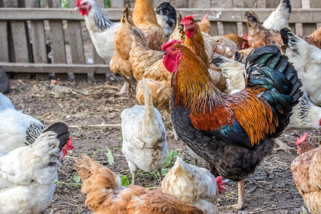 Gefiedertes Huhn und Hahn auf WeidenxA