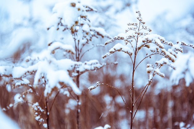 Gefilterter und getönter Winterhintergrund