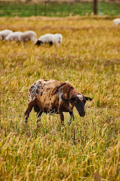 Gefleckte braune Schafe im Bauernhof mit weißen Schafen im Hintergrund