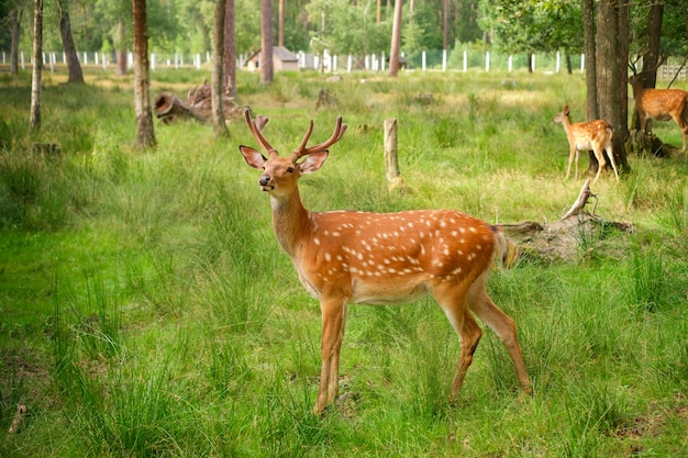 Gefleckte junge männliche Hirsche in der Voliere des Reservats Schutz der Umwelt und ihrer Bewohner Wilde pflanzenfressende gehörnte Tiere in Gefangenschaft