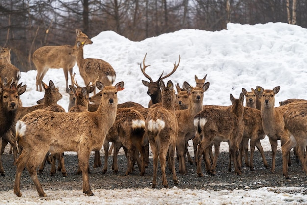 Foto gefleckte rentiere in ihrem natürlichen lebensraum wandern im winter in russland durch den schnee