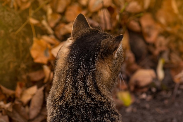 Gefleckte Tabby schöne Katze Junges Kätzchen sitzt im Laub im Herbstwald