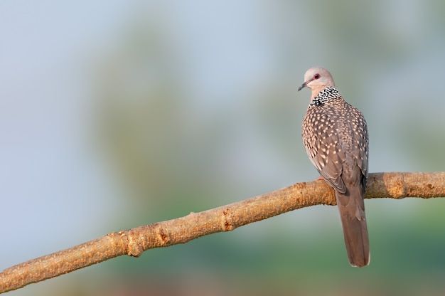 Gefleckte Taube, die zurückblickend auf einem Baumstamm sitzt